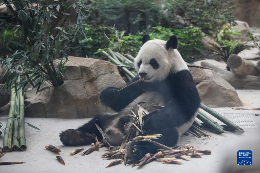 现金炸金花